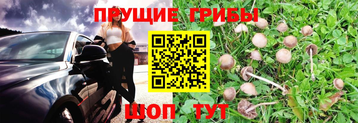 Псилоцибиновые грибы ЛСД  Галлюциногенные грибы Psilocybine cubensis  Избербаш  закладки  Вход с VPN 